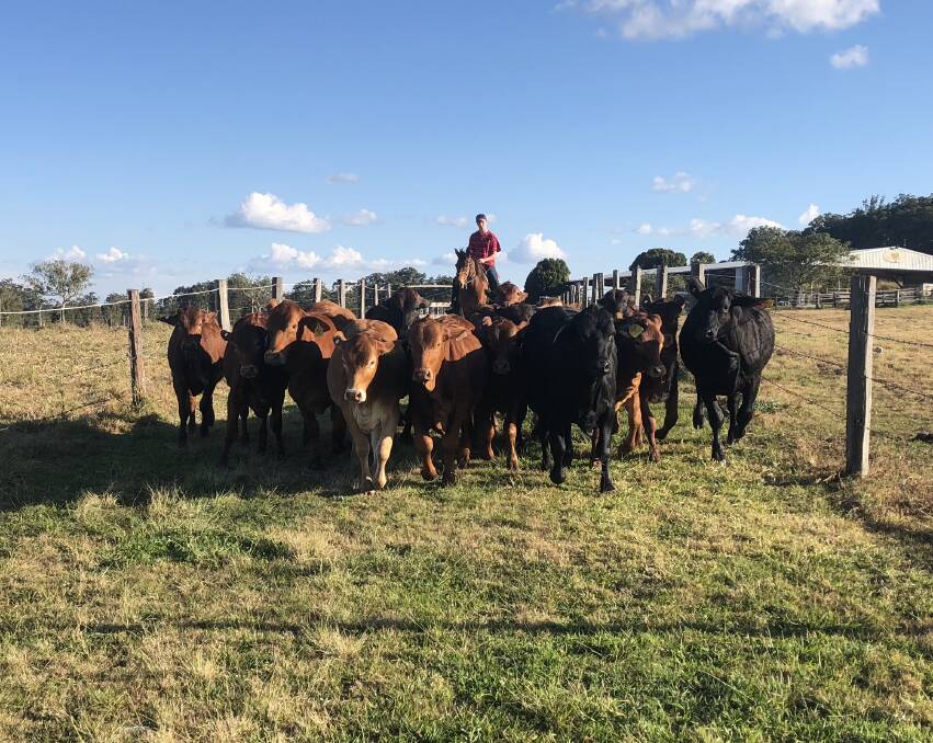 Set for processing: Andrew Donaldsons' son Alex tailing Droughtmaster-cross yearlings back to their paddock at a finishing block near Woodford.