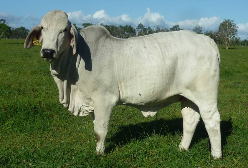 Lovely lady: The Roches purchased a couple of lovely heifers (one pictured) sired by JDH Martin Manso, from Royce and Beryl Sommerfeld, Brahrock Brahmans, at the 2017 Gympie Brahman Female Sale.