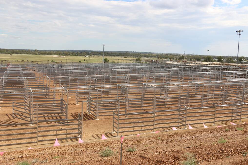 Ready for use: The new yards that are a part of the Roma Saleyards Stage 1 Improvement Plan.