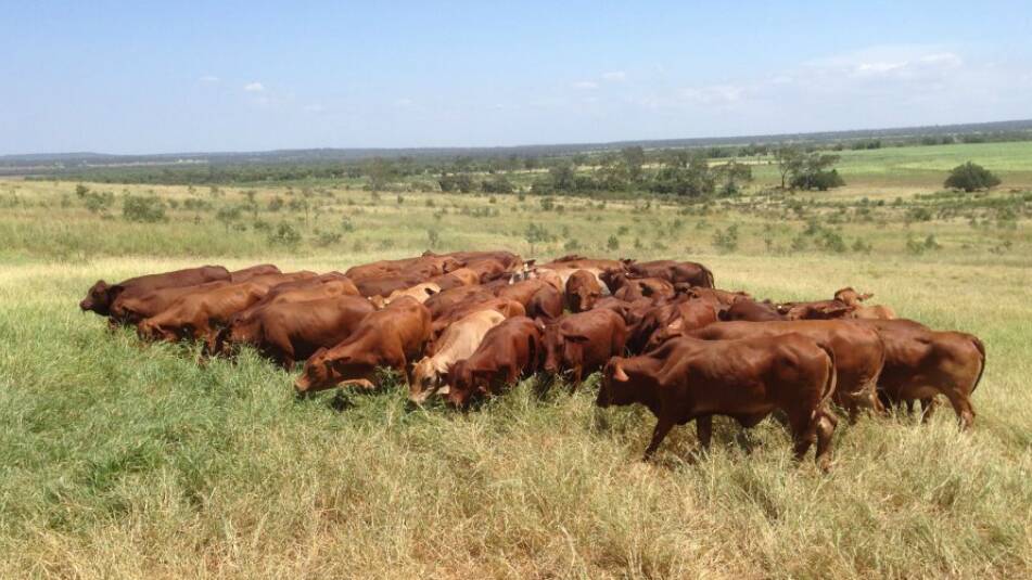 The Pitts are currently running close to 650 Droughtmaster breeders in their commercial grazing operation at Gaylong.