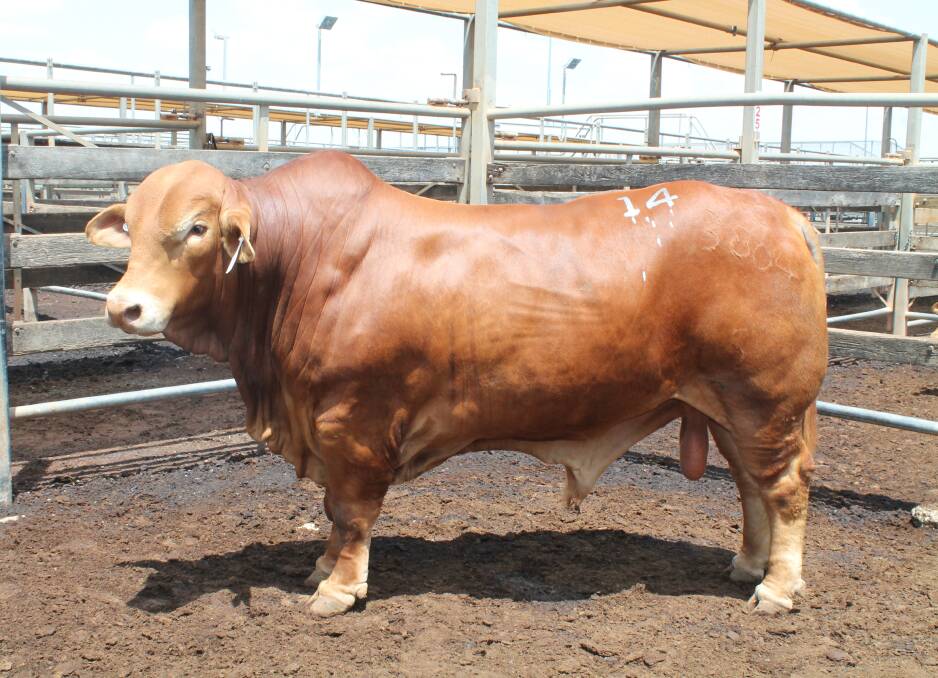 The $30,000 top price bull of the 2018 Roma Droughtmaster Bull Sale, Heitiki Kidman.