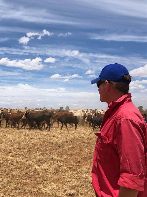 Angus added: A decade ago Warwick Cooper began using Angus bulls over Hereford and Angus females in his commercial breeding operation at Donnabar, 17km south of Wallumbilla.