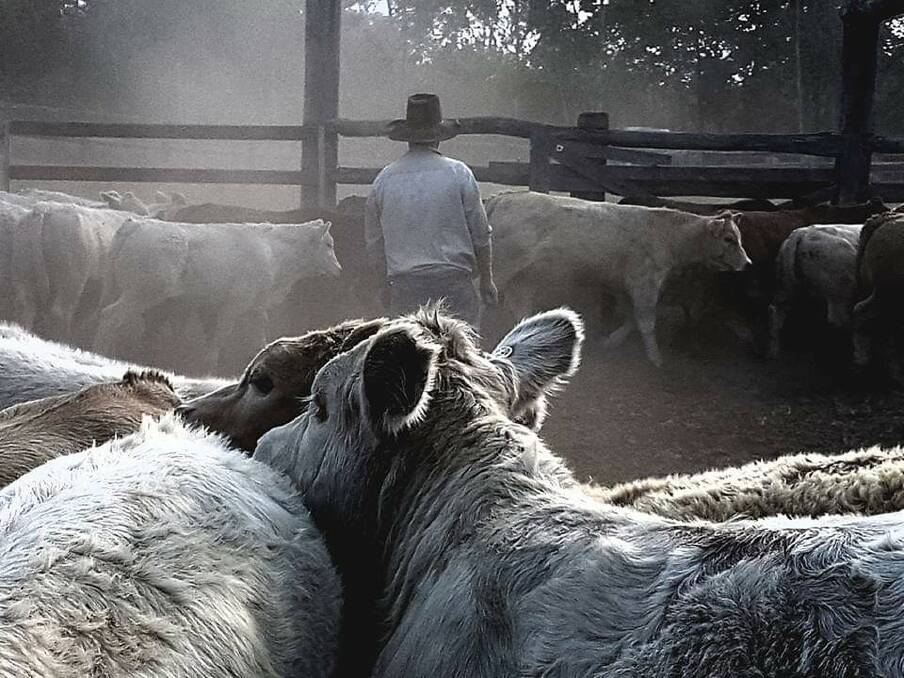 The Strettons sell their Charolais-cross weaners at upwards of 250kg, at about six-month-olds, season dependent. Mr Stretton said prices have been very good lately, with the last lot they sold averaging $4.80/kg.
