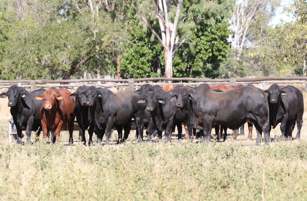 Quality shines: Despite toiling through awful climatic conditions last year, Charlevue Brangus Stud's 2019 sale team still managed to average an excellent $8000 per bull. Photo: Georgie Connor.