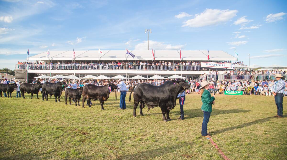 Grand scale: More than 100,000 visitors are expected at the Rockhampton Showgrounds for Beef Australia 2021 from May 2 to 8, where they'll be able to inspect over 5000 exceptional cattle encompassing a vast range of breeds.