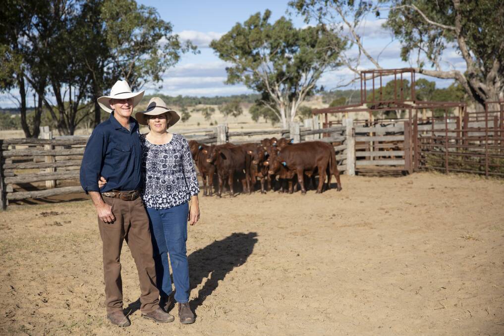 Mainstay: Peter and Sue Jolliffe, Walhallow, north of Amby, have been utilising Santa Gertrudis genetics for close to 40 years with reliably solid results. Photo: Felicity Broadbent.