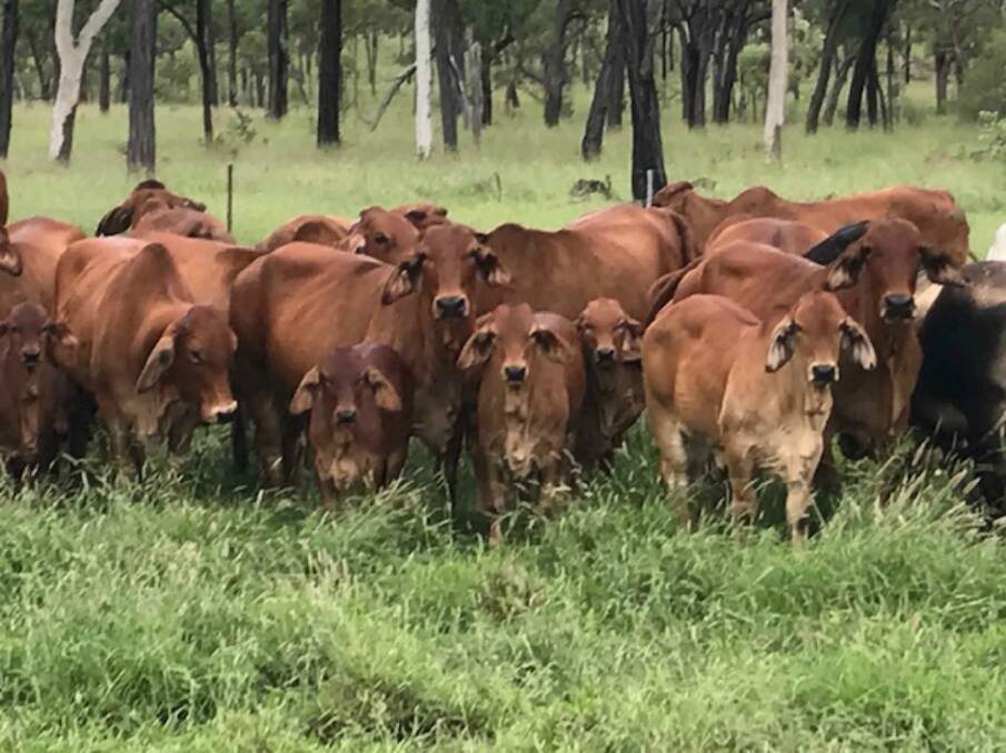 To continually improve the Brahman article they produce, the Howe's have been diversifying their genetics with bulls purchased from a number of vendors at the Gold City sale over the past three years.