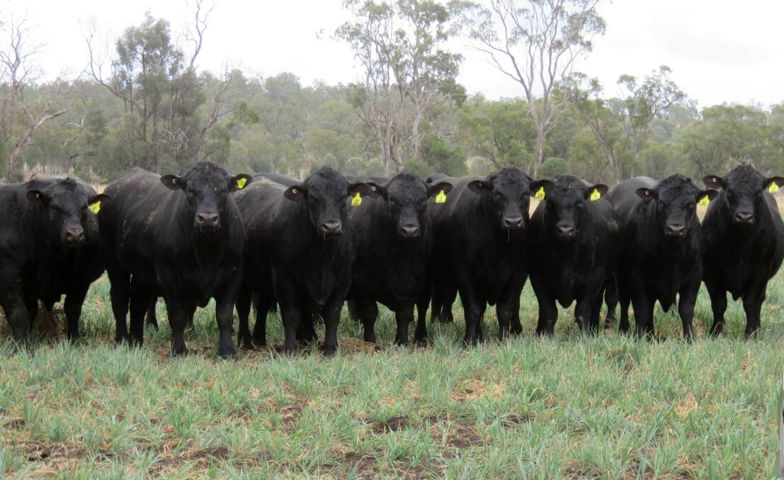 Diverse draft: A draft of 63 high quality bulls representing seven breeds have been catalogued for the 2019 Black Stump Bull Sale on Tuesday, March 19, at the Blackall Saleyards.