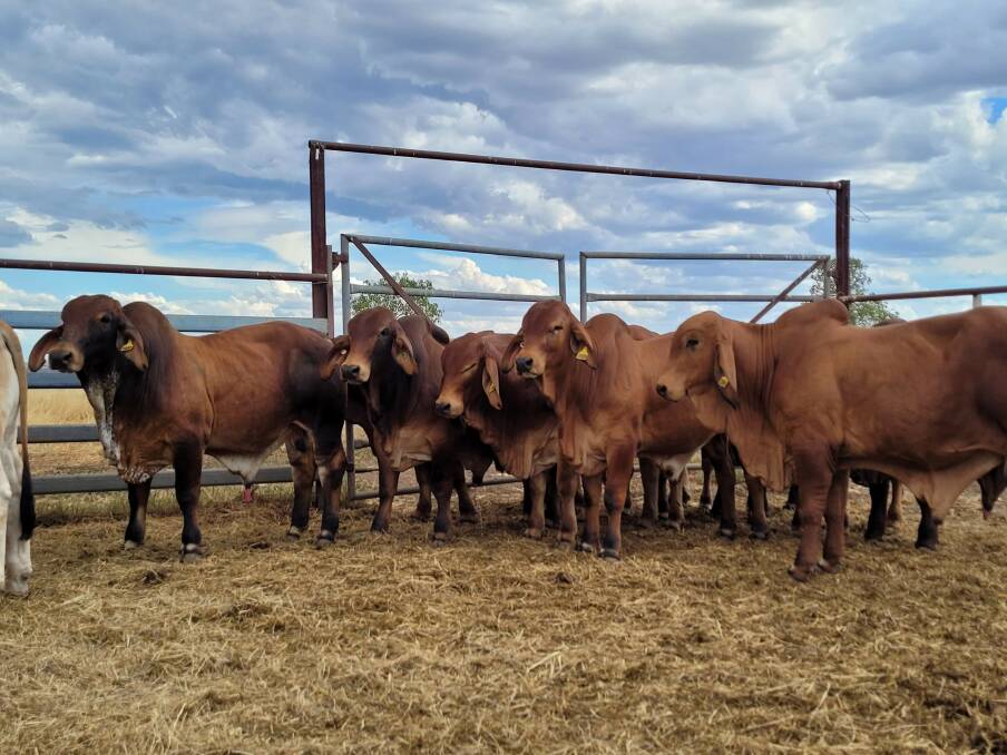 Regal reds: A portion of the 15 red bulls being offered by NK Brahmans, Theodore, Queensland, at the first NK Brahmans and 4 Ways Charolais Bull Sale being held on Monday, September 6.