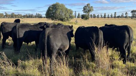 Fairview aims to provide bulls that are adapted, structurally correct and demonstrate a balanced genetic profile that avoid antagonisms and have the performance and carcase to suit any market.