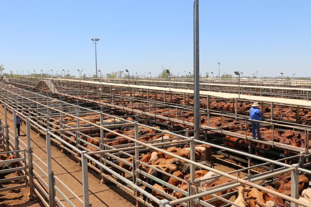 Going strong: Despite the ongoing works, large yardings continue to flow in for the weekly Roma cattle sales.