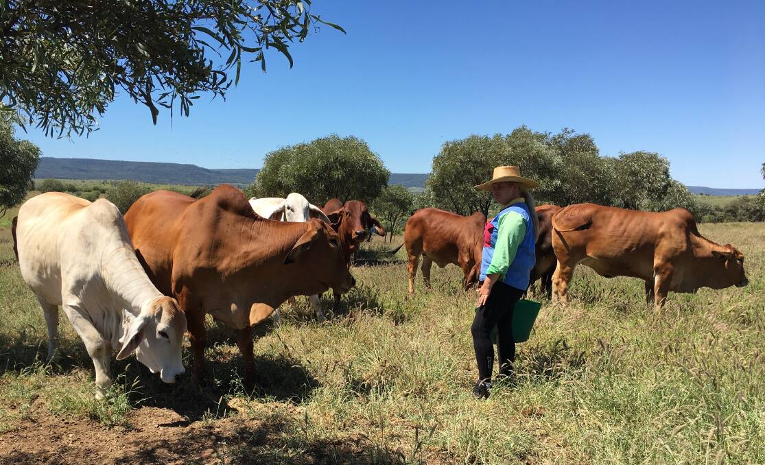 Hartleys' heifers: Sophie Hartley feeding a selection of the heifers she's using in her breeding program which was created with the objective of putting higher quality Brahman content into the family's entire herd.