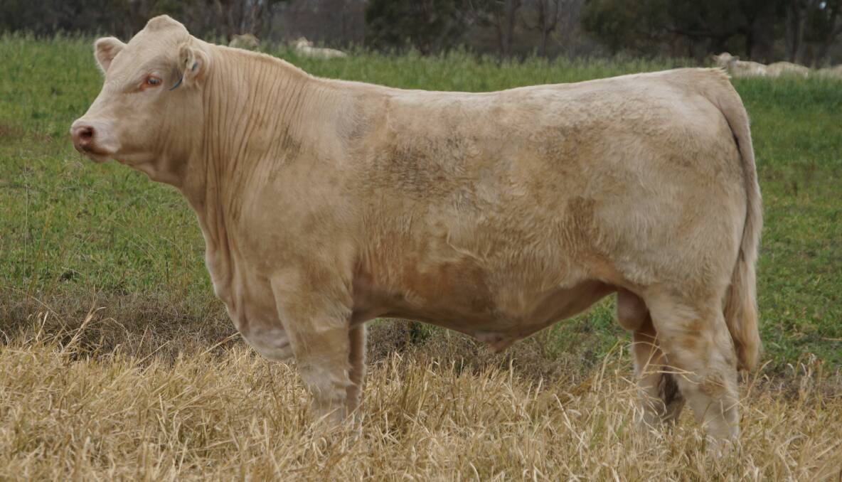 Long-term buyers: The Middleton family purchased a yearling bull, Palgrove Quinton Q253D (P), in 2020 for $13,000. For close to 16 years Palgrove has been producing the type of bull that meets the Middleton's requirements.
