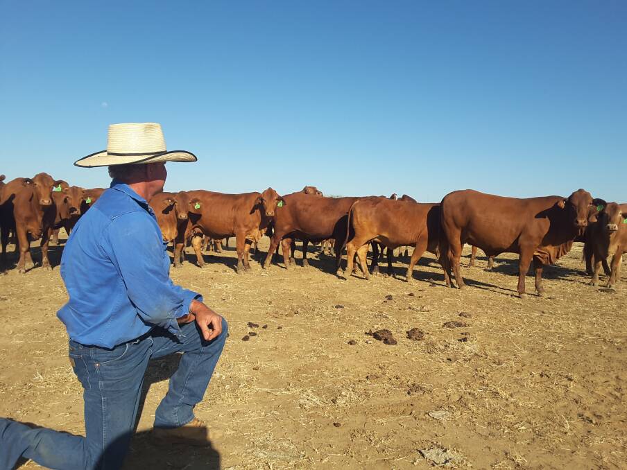 Premium bloodlines: Peter Davies inspecting a mob of their PTIC No.6 heifers which are all by sires purchased at previous Droughtmaster National Sales.