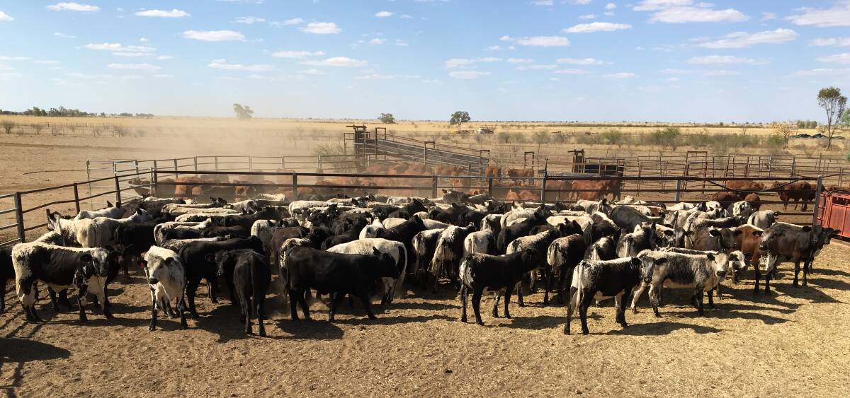 Top cross: F1 Droughtmaster Speckle weaner heifers in the Birchmore's Winton-based breeding operation.