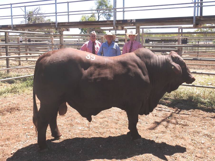 Pick of the herd: Wajatryn Droughtmasters principal Warren Kenny (centre) with Elders' Brian Wedemayer and Jock Oates, and the $17,000 top-priced bull of the 2020 sale, Wajatryn 2850. Photo: Carolyn Kenny.