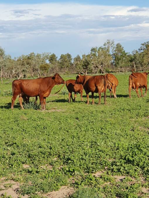Destinations: On Alawoona (which has been organic certified for 24 years) the Schmidts breed pure Belmont Red weaners which are sold to other organic producers. In better seasons they take the cattle to 400kg and sell to the same destinations.