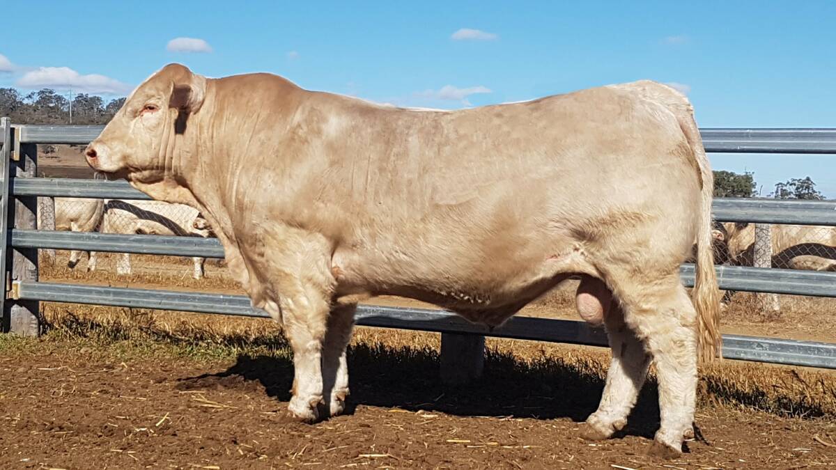 Three stars: Mountview Michelin, which the Melcers purchased in 2018, is performing very well on the Myo, the familys breeding property, having sired close to 20 crossbred calves to date.