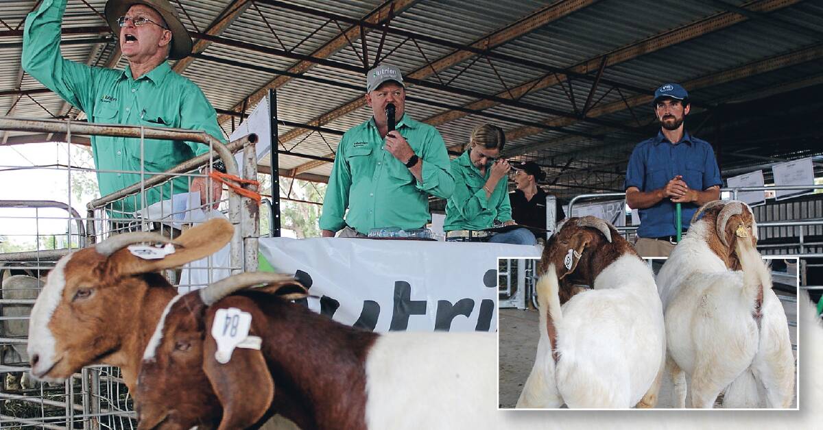 Sale time: Nutrien Ag's Phillip Manns, and John Settree, with Thomas Youlden at the Pinnacle sale in February, this year at St George. Inset: Youlden Valley Bucks.
