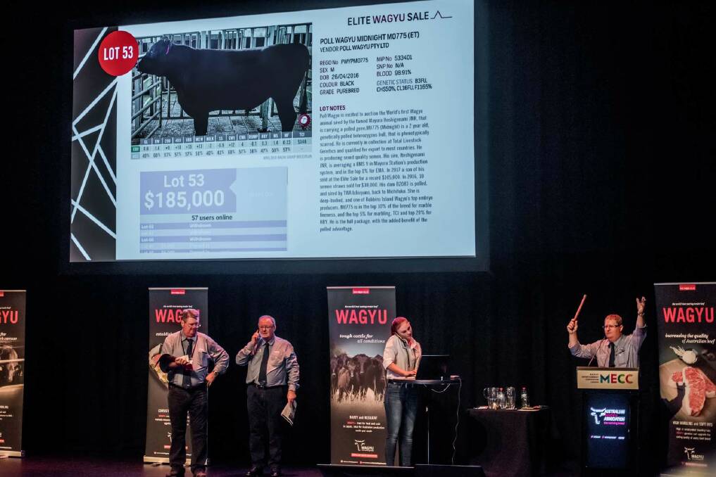 Cream of the crop: The highest possible calibre of elite Wagyu genetics will be offered via online auction during the Elite Wagyu Sale on April 28.