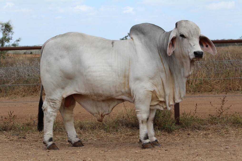 Mercury rising: The Moody family have been impressed with the performance of XMS Mr Mercury 142/9, which they purchased from Callan Solari, XMS Brahmans, Ingham, at the 2020 Gold City Brahman Sale.