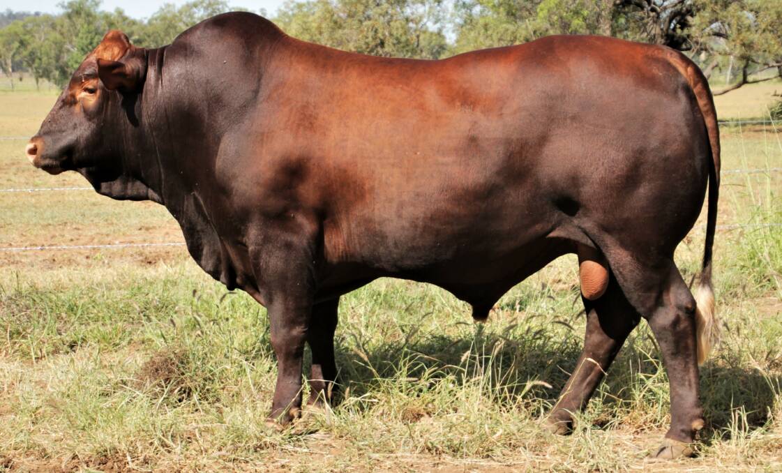 Belmont Australia association president Jeanne Seifert says graziers who are interested in breeding more, and breeding better beef, at a lower cost, for higher profits, buy the tropically adapted Belmont Red.
