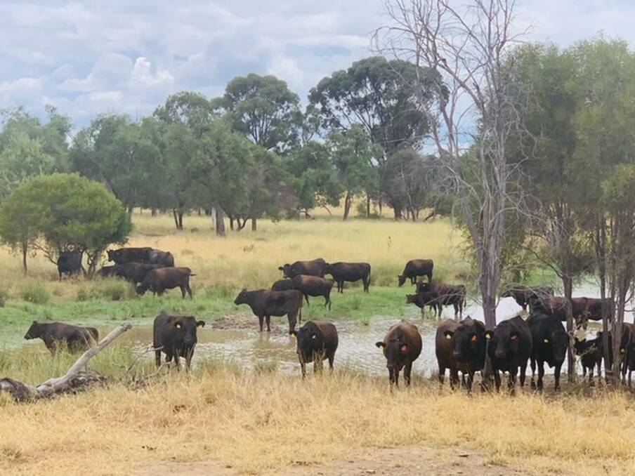 Breeding well: A portion of the Dunnes' Fullblood Wagyu herd, which are bred on the familys' home property Wallbury, in Duaringa.