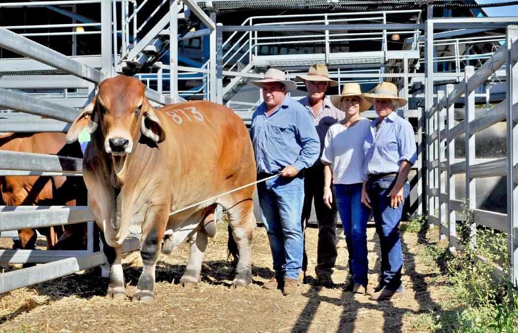 A mighty Red: Vendors Peter and Len Gibbs, Muan Brahmans, Biggenden, with buyers Sally Sweetland and Annabelle Wilson, Samari Plains Red Brahmans, Roma, and Muan A Sundown 5561 (IVF) (P) the $95,000 top price Red bull of the 2018 sale.