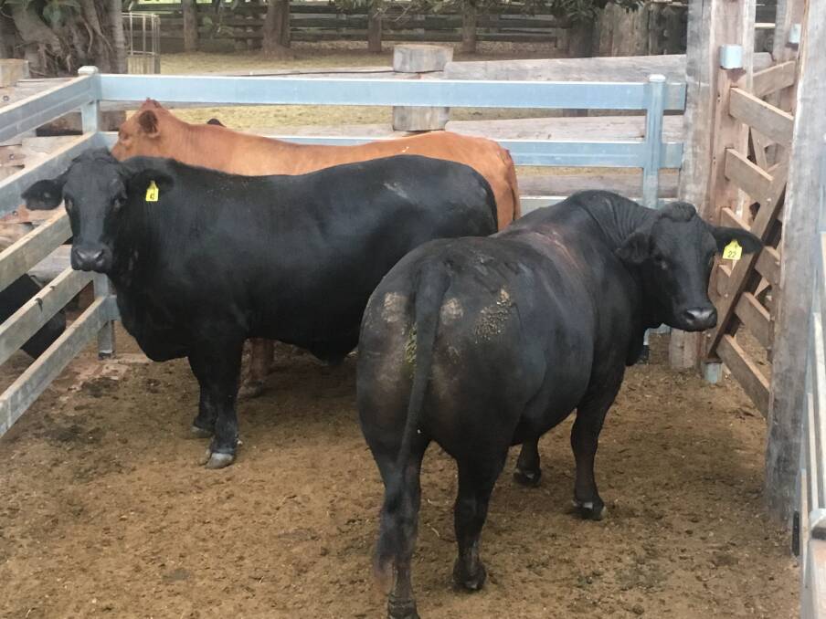 Angus, Brahman and Brangus bulls are used in the cross-breeding program of Red Ridge Grazing Company.