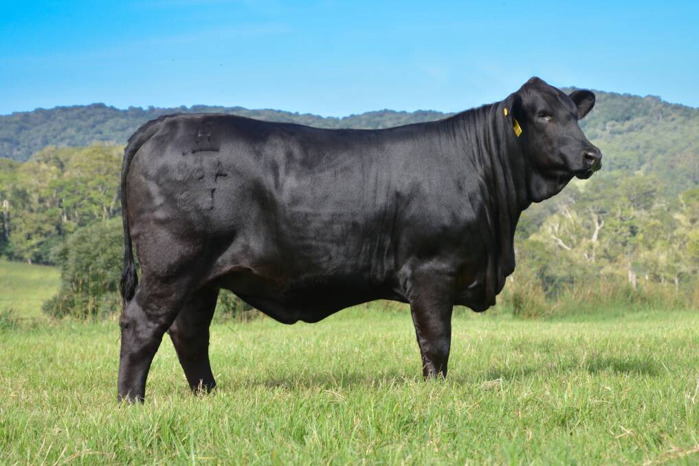 Brangus beauty: Last year, the five heifers catalogued for the Elders Legacy of Ladies Sale sold for an impressive average of $12,900, with Telpara Hills Miss Foundation 468L9 (pictured), topping the sale at $37,000.