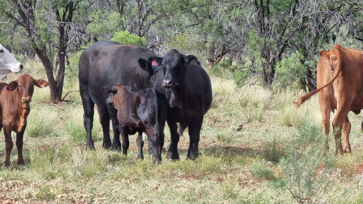 Sarah Watson said the calves by the Fairview Black Simmentals bulls have great temperaments, and provide early maturing weight gain.