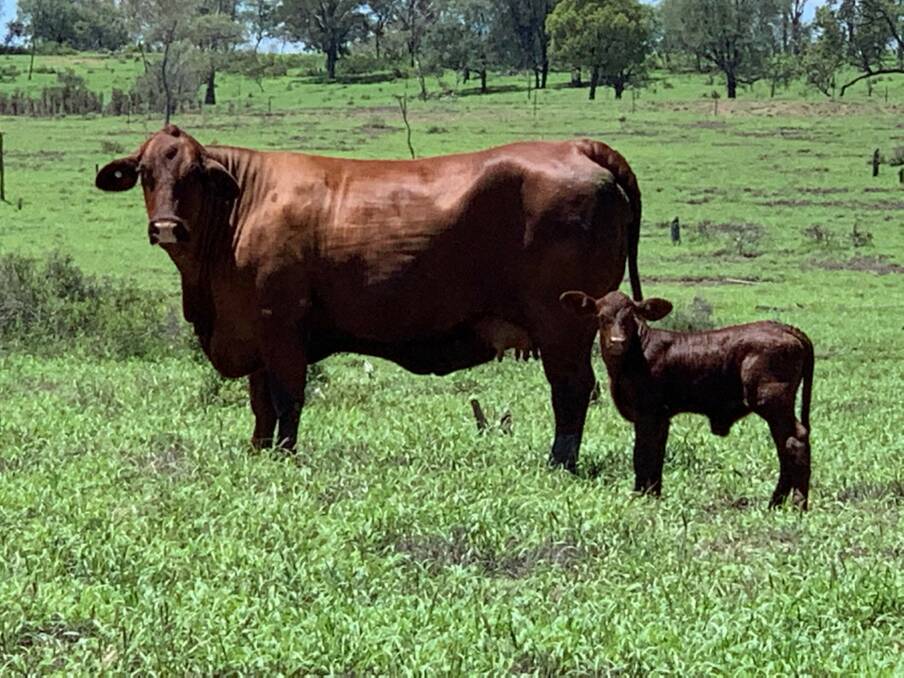 Top blood: A Moongana Santa Gertrudis female with her calf. The Seawrights have been purchasing Moongana genetics since 2011.