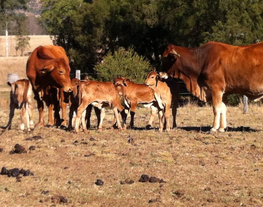 Little beauties: The Keitley's recently received their first drop calves by the bulls they bought from Nick and Sarah Hughes, Farogan Valley, at the 2017 Droughtmaster National Sale, and said they're very impressed with the overall quality of the progeny. 