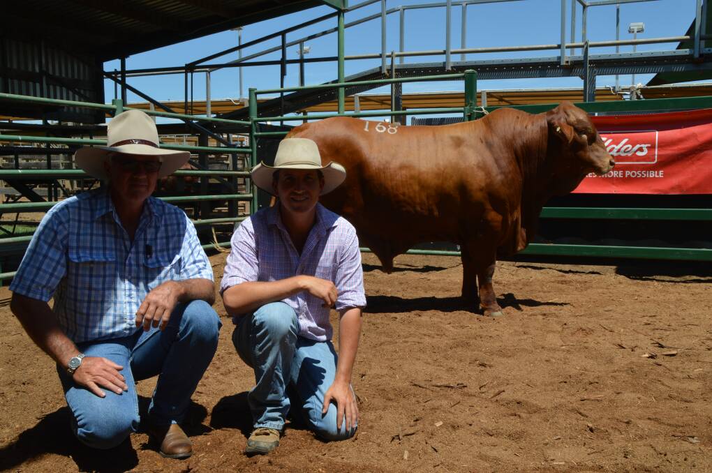 Record breaker: Last year, Wayne and Ingrid York’s polled Droughtmaster sire, Karragarra Manpower sold for a sale record of $42,000 to Steven Swan and Allison Hotz, Swan Droughtmaster Stud, Moura.