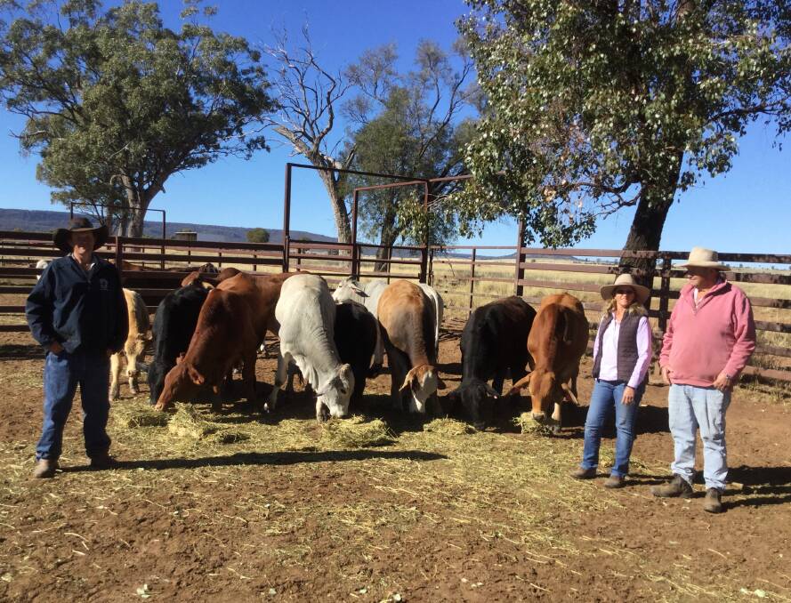 Good tucker: Andrew, Sandra and Tom Hartley on-property at Coopermurra with a selection of their Brahman-cross weaners being treated to some hay.