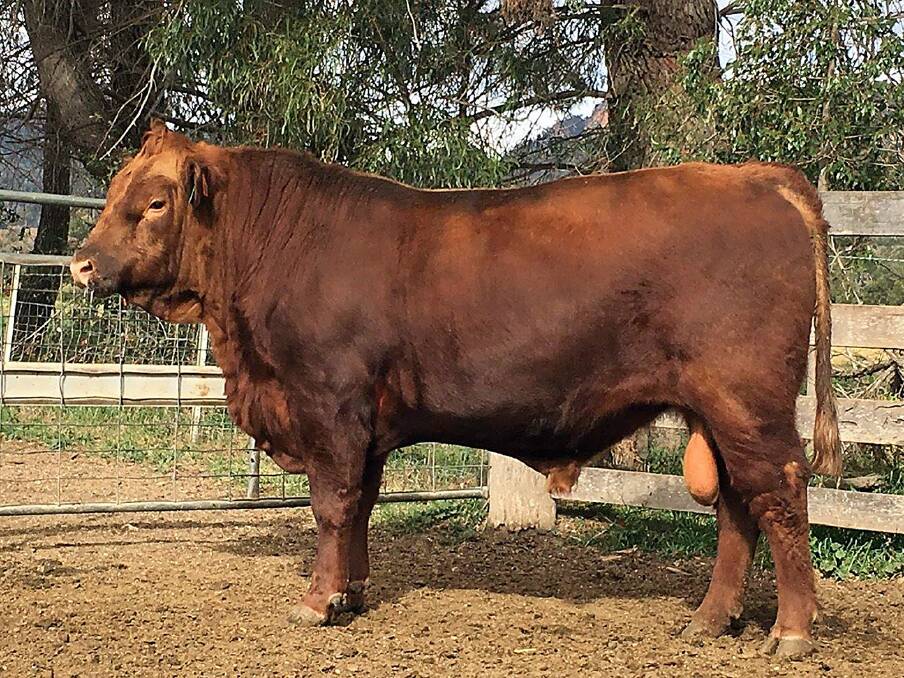 Talooby Red Larriken Lot 54 is one of the impressive draft of 12 two-year-old Red Angus bulls travelling to the Ag-Grow Multi-Breed Beef Bull Sale at Emerald on Friday, July 7, from renowned Angus breeders, the Grieve Family, Rylstone, New South Wales.