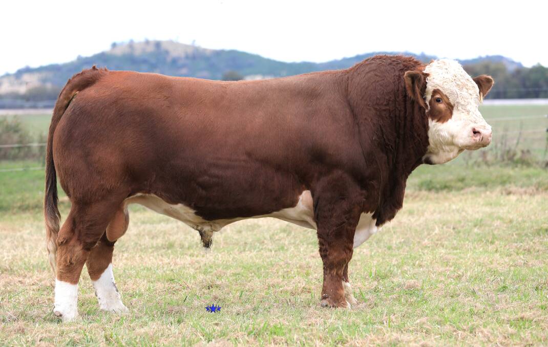 The majority of the bulls in the Traditional section are by Wormbete Lincoln, who has top carcase attributes, and great skin type. His son Lucrana Roswell (P) is pictured.