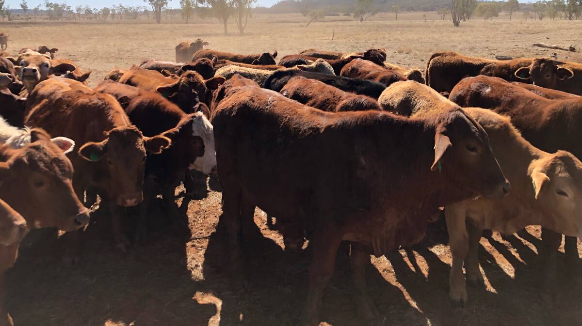 Target market: The Handleys now sell feeder steers and cull cows through the Roma and Dalby Saleyards, at 380-400kg and as young as possible.