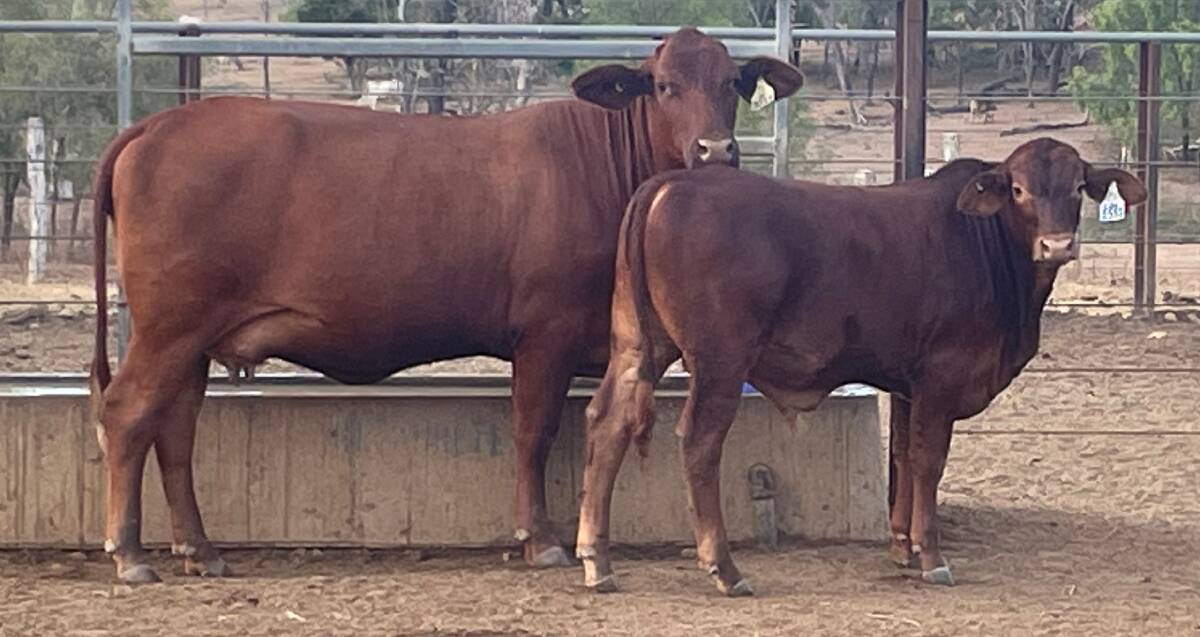 Great cross: A first-cross Seifert Belmont Reds with her RVP composite calf. Photo: RV Pastoral.