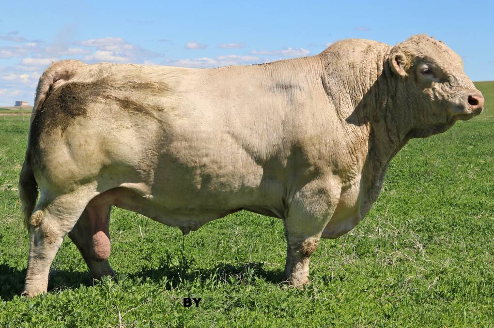 The Champ: Elders Blackjack 788B was recently named "Charolais - Champion Bull of the World" for 2020.