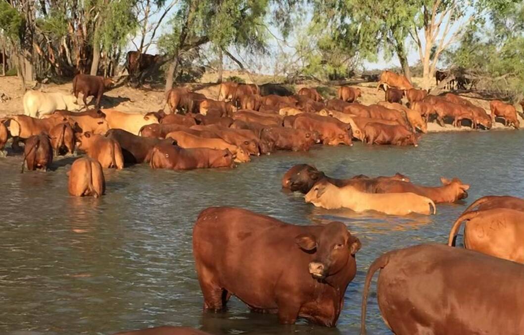 Well established: The weight for age gains and general hardiness of the Santa Gertrudis have been key to the success of the Moller family's business for more than 40 years.