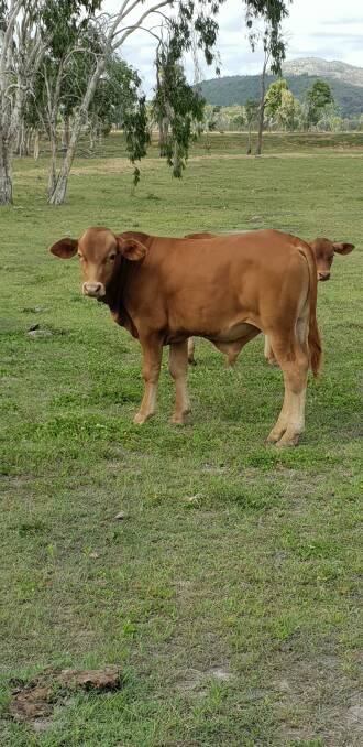 A six-month-old Droughtmaster x Gelbvieh calf in Mr Teys' operation.