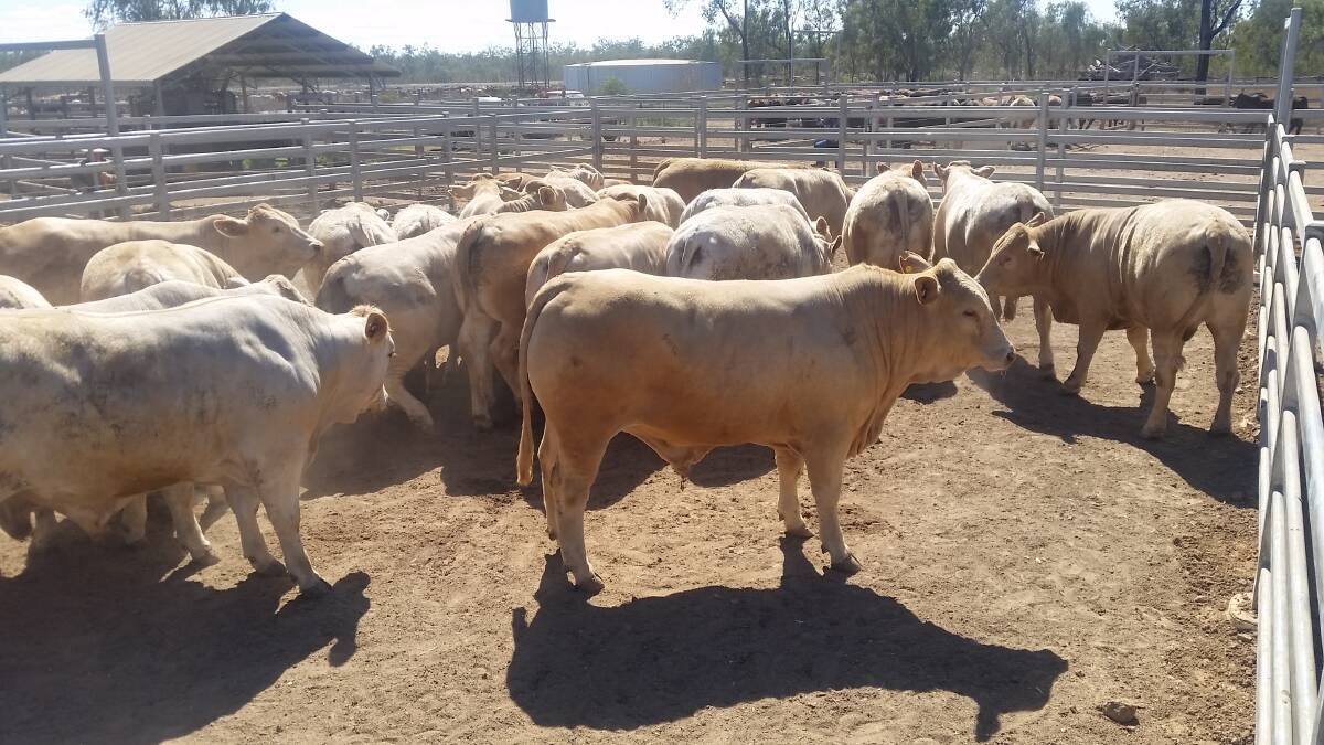 In the feedlot: Fairview Cattle Company Charolais-cross 100 day grain fed ox entered in the Alpha Show competition at Duaringa Station Feedlot.