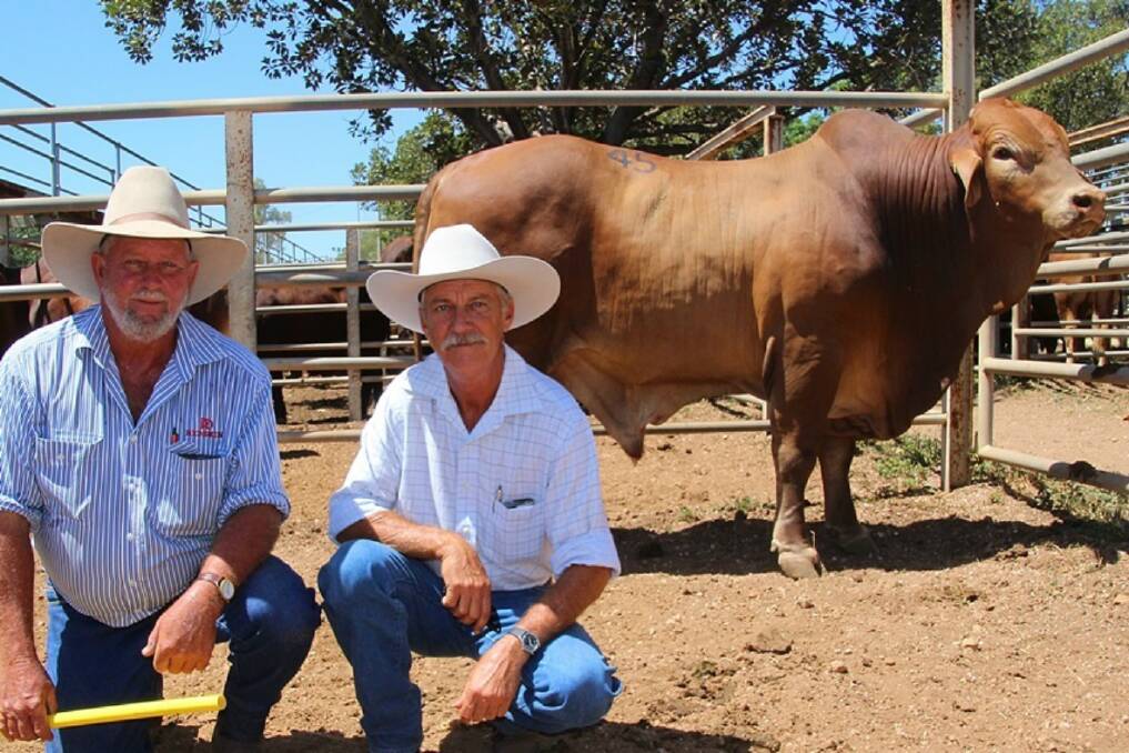 Good mates: Mr Mills (right) secured Redskin Foreman at the 2015 Highlands sale from his neighbours Ken (left) and Debbie Rutherford, Redskin Stud, Morinish.