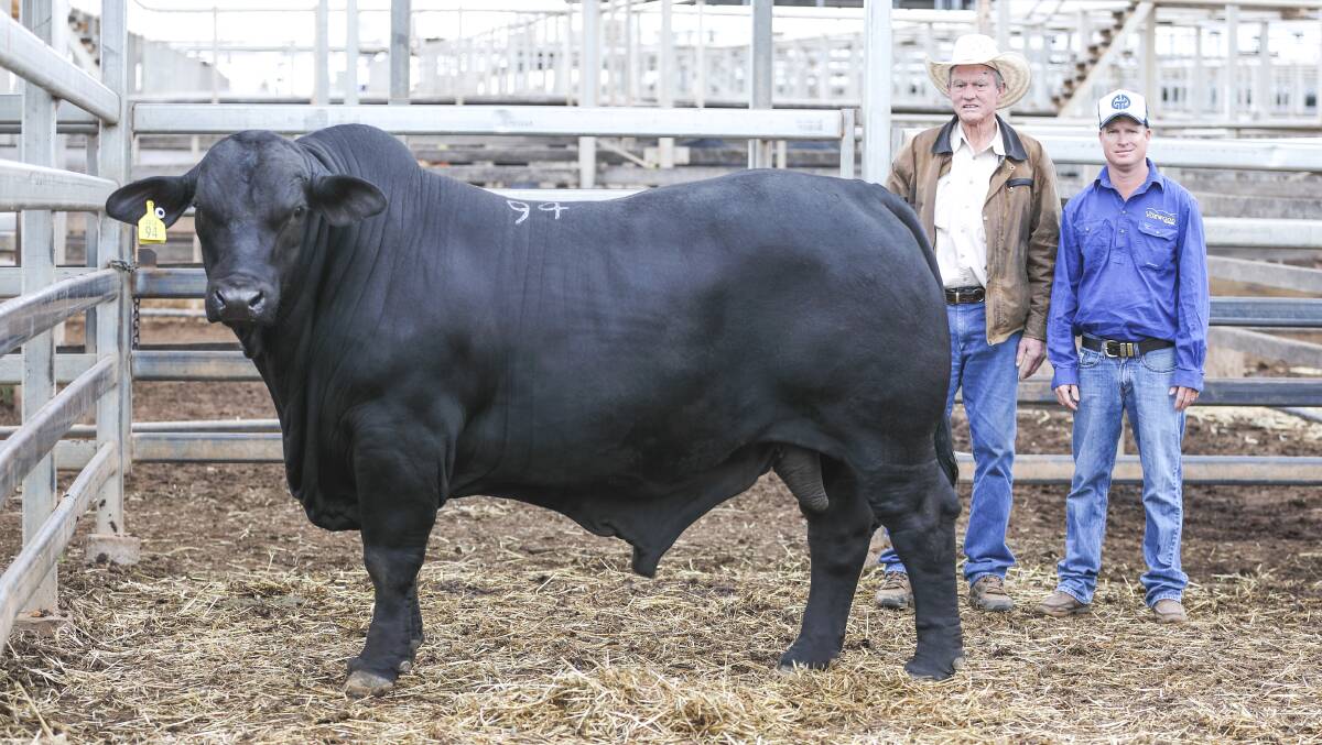 The record breaking, $64,000 Gunnadoo Park Mate with Jeff Parker, Gunnadoo Park stud, Manilla, New South Wales and buyer, Edward Quinn, Voewood stud, Calliope. Picture by Kent Ward.