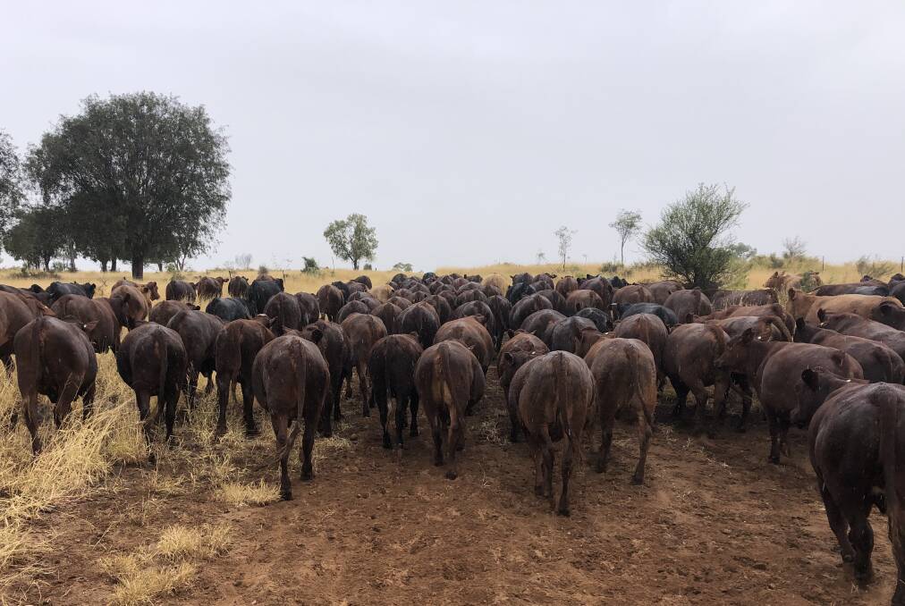 Only the best: Karen Howe carefully selects the Santa Gertrudis replacement heifers used in the Santa and Santa-cross breeding and fattening programs in her operation.