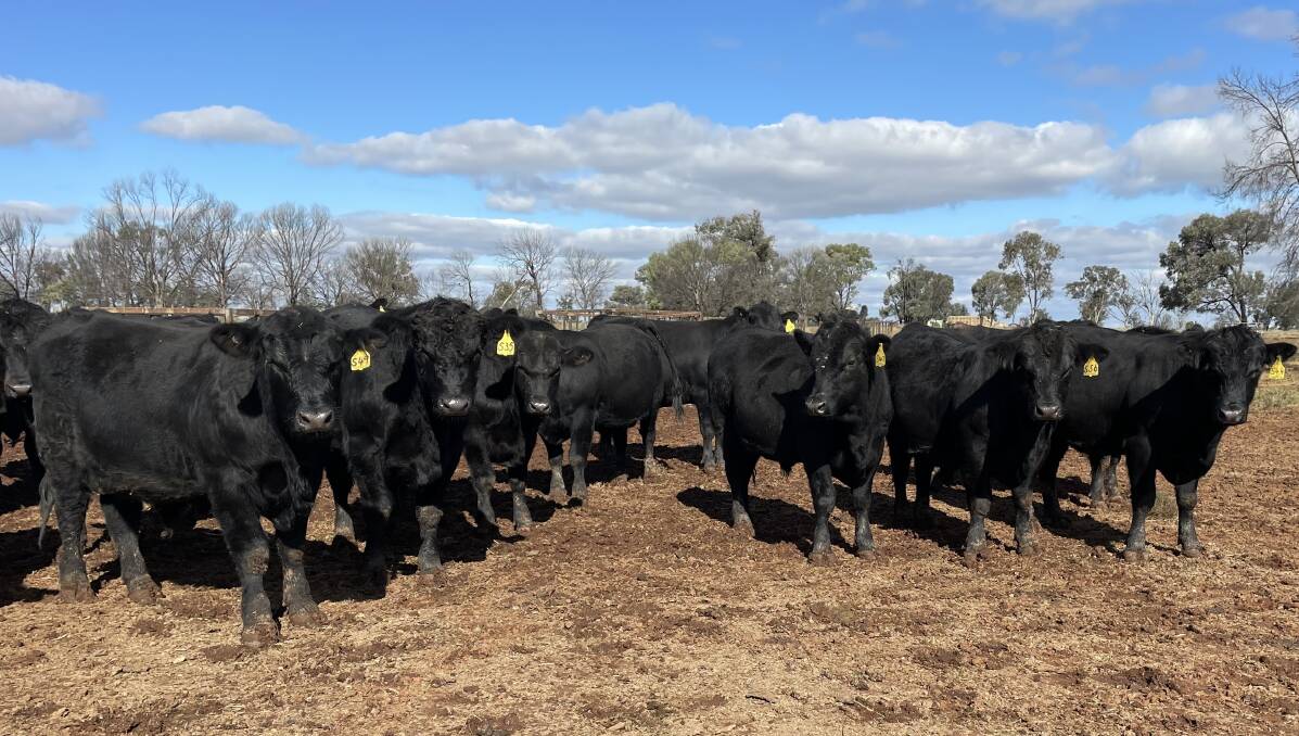 A selection of the 80 bulls catalogued for the sixth annual Carabar Angus On Property Bull Sale being held on Friday, September 23.