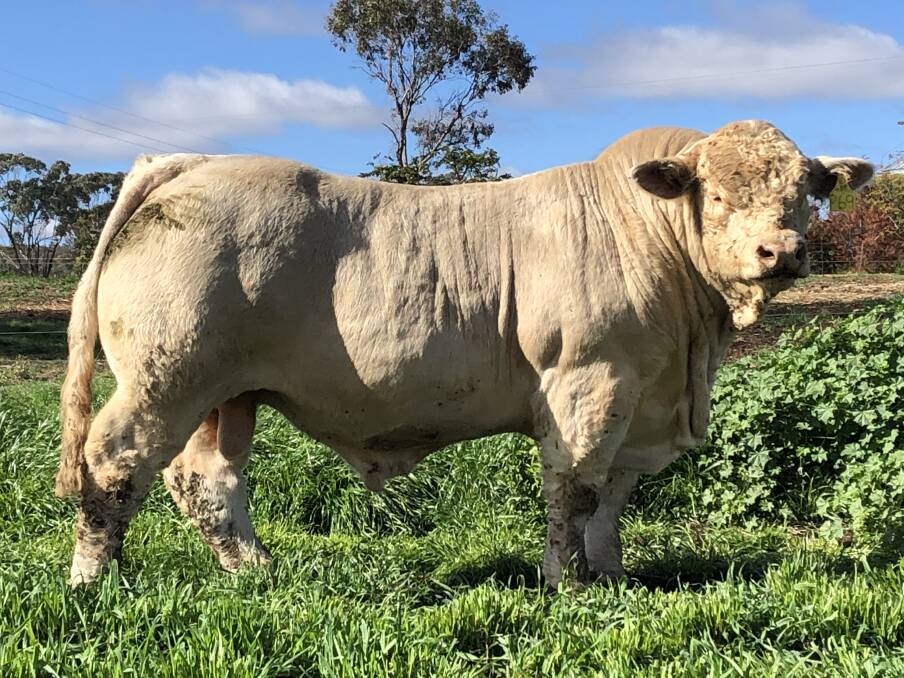 Uniform: The 4 Ways Charolais draft selected for the sale are similar in type to this herd bull, which was purchased by Alpha-based Clews Cattle Co in 2020.