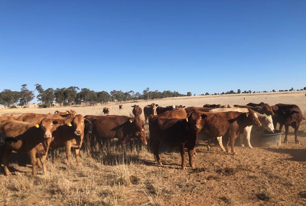 Cross benefits: The Handleys' current crop of first calf Droughtmaster-cross heifers enjoying some tucker.