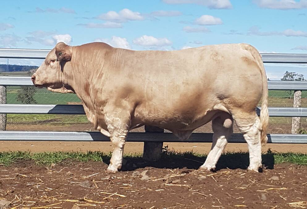 Great buy: At the 2019 Ag-Grow sale the Stevensons bought Mountview Norton N35 for $11,500. First-drop calves by Norton are expected in a few months.